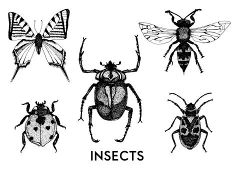 Collection of hand drawn insect illustrations. Stock Illustration