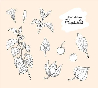 Collection of hand-drawn physalis, plant, fruit, leaf, berry, stamen, and p.. Stock Illustration