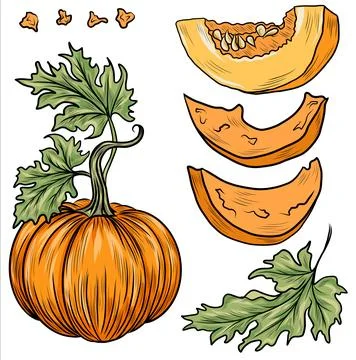 Collection of hand drawn pumpkins vector illustrations. Plants sketches. Perfect Stock Illustration
