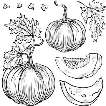 Collection of hand drawn pumpkins vector illustrations. Plants sketches. Perfect Stock Illustration