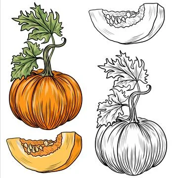 Collection of hand drawn pumpkins vector illustrations. Plants sketches. Perfect Stock Illustration