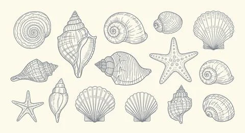 Collection of Hand-Drawn Seashells and Starfish, Vintage Illustration イラスト素材