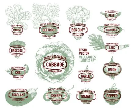Collection of hand drawn vegetable illustrations, vector illustration in vintage Stock Illustration