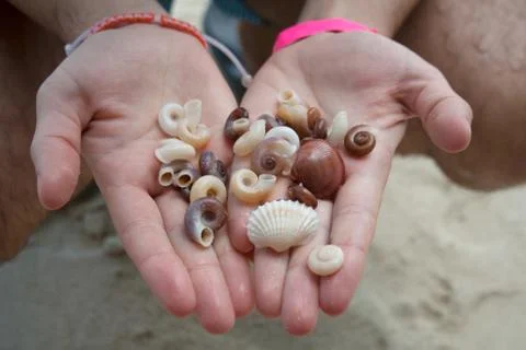 Collection of handpicked sea shells in man hands Stock Photos
