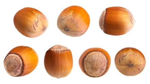 Collection Hazelnut isolated on white background, full depth of field 写真素材