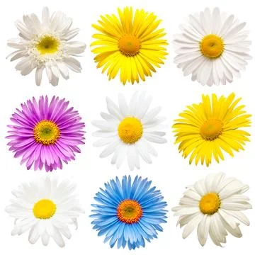 Collection head aster and daisies flowers isolated on white background. Per.. Stock Photos