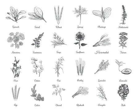 Collection of herbs and plants vector illustration Stock Illustration