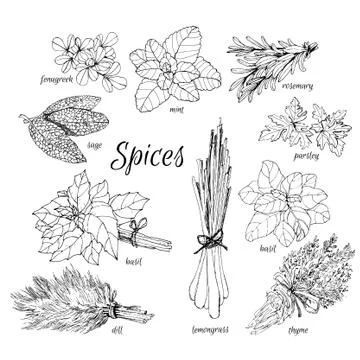 Collection of herbs. Stock Illustration