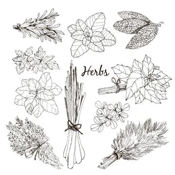 Collection of herbs. Stock Illustration