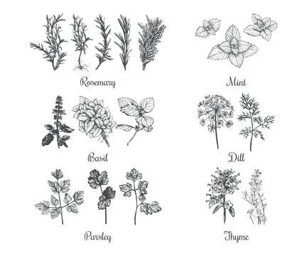Collection of herbs vector illustration. Set of herbs Stock Illustration