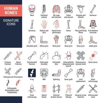 Collection of human bone and orthopedic procedure icons, including skull, v.. Stock Illustration