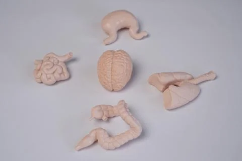 A collection of human internal organ educational models, including brain, l.. Stockfoto's