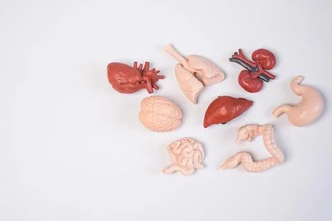 A collection of human internal organ educational models, including the brai.. Stock Photos