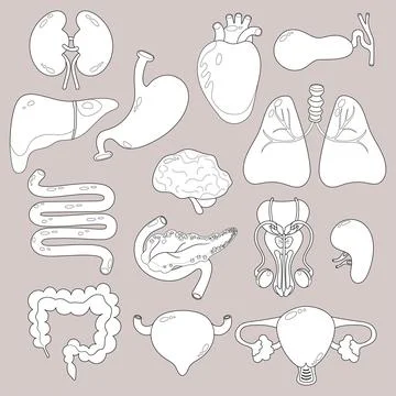 Collection Human internal organs. vector illustration. Anatomy concept. Iso.. Stock Illustration