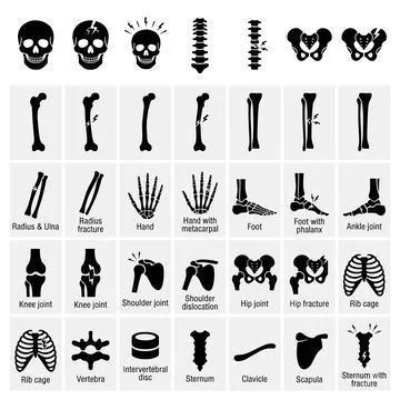 Collection of human skeleton bone icons and anatomical parts including skul.. Stock Illustration