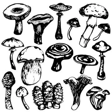 Collection illustrations of mushrooms Stock Illustration
