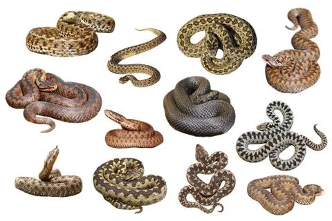 Collection of isolated european venomous snakes on white background, dangerou Stock Photos