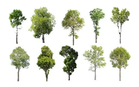 Collection of Isolated Trees on white background. A beautiful trees from Thai Stock Photos