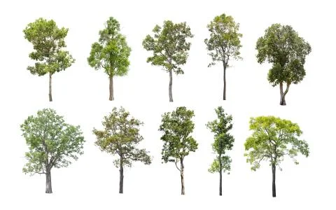 Collection of Isolated Trees on white background. A beautiful trees from Thai Stock Photos