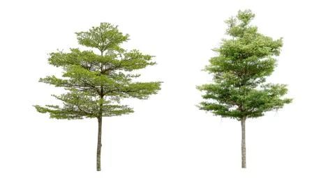 Collection of isolated trees on a white background. Beautiful tree It is suit Stock Photos