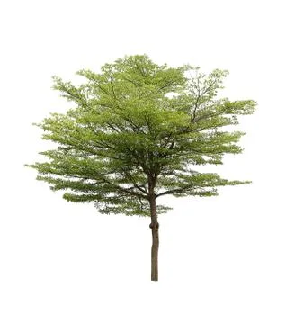 Collection of isolated trees on a white background. Beautiful tree It is suit Stock Photos