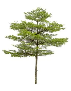 Collection of isolated trees on a white background. Beautiful tree It is suit Stock Photos