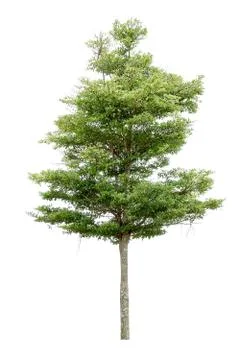 Collection of isolated trees on a white background. Beautiful tree It is suit Stock Photos
