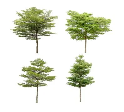 Collection of isolated trees on a white background. Beautiful tree It is suit Stock Photos