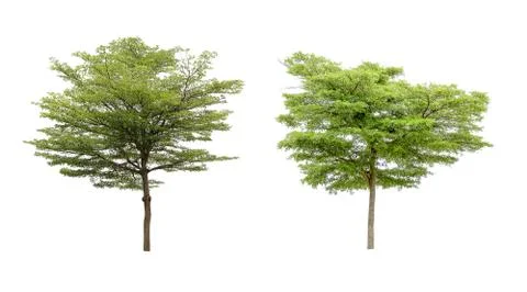 Collection of isolated trees on a white background. Beautiful tree It is suit Foto stock