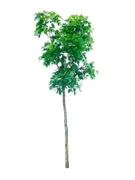 Collection of isolated trees on a white background. Beautiful tree It is suit Stock Photos