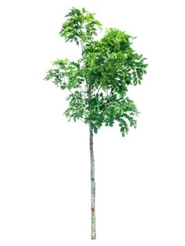 Collection of isolated trees on a white background. Beautiful tree It is suit Stock Photos