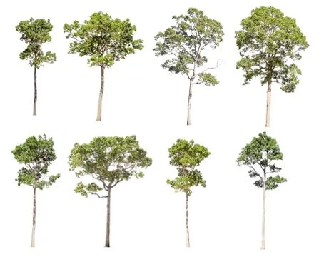 Collection of isolated trees on a white background. Beautiful tree It is suit Stock Photos