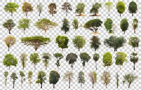 Collection of Isolated Trees on white background. Stock Photos