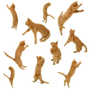 Collection of jumping kittens Stock Photos