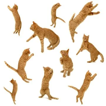 Collection of jumping kittens Stock Photos