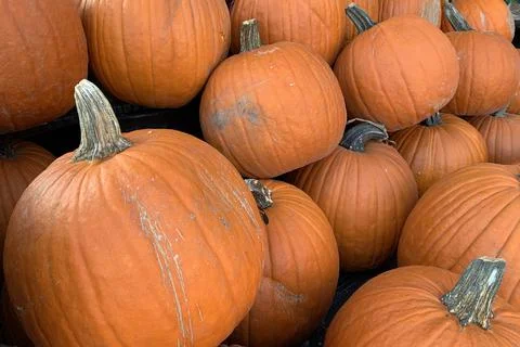 Collection of larg pumpkins. Stock-Fotos