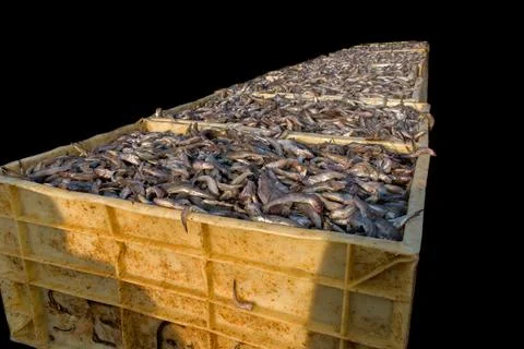 Collection of large quantity of fish in the fish containers ready to export i Stock Photos