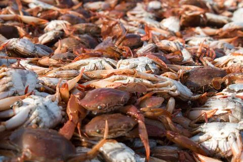 Collection of large quantity red seacrabs for export with shallow depth of fi Foto stock
