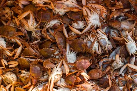 Collection of large quantity red seacrabs for export with shallow depth of fi 写真素材