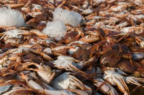 Collection of large quantity red seacrabs for export with shallow depth of fi Stock Photos