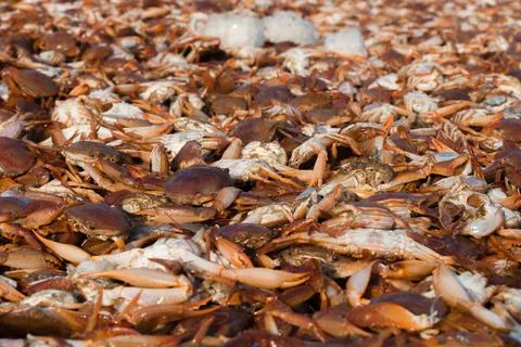 Collection of large quantity red seacrabs for export with shallow depth of fi Stock Photos