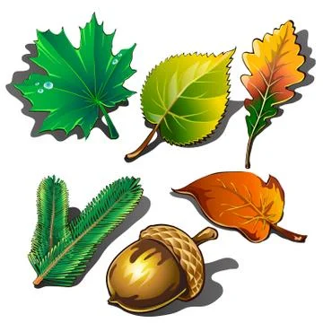 A collection of leaves of different trees and ripe acorn isolated on white Stock Illustration