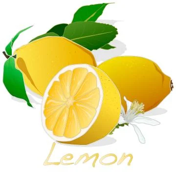 Collection of lemon fruit illustrations Illustrazione stock