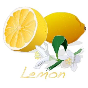Collection of lemon fruit illustrations Illustrazione stock