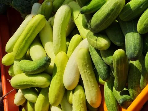 A collection of light green cucumbers in a container, freshly picked. Stock Photos