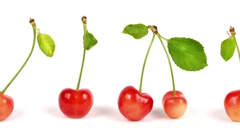 Collection of light red different sweet cherries with green leaf Stock Footage 241021227