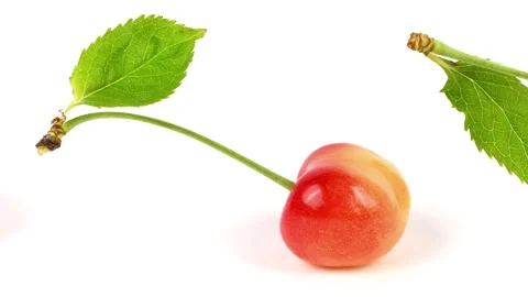Collection of light red different sweet cherries with green leaf Stock Footage 241021301