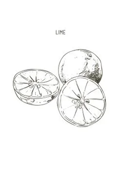 Collection of lime and lime slice. hand drawn Stock Illustration
