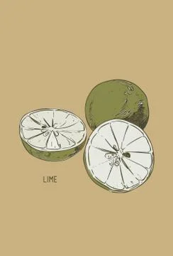 Collection of lime and lime slice. hand drawn Stock Illustration