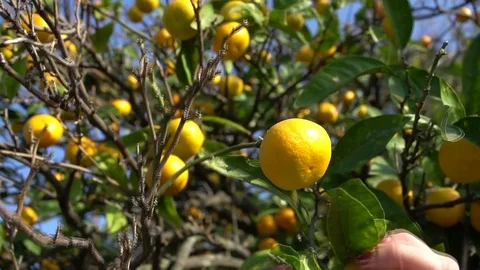 Collection of mandarins Vidéo 82645632